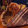 Alba a rejoint le concours — aidez-le/la à gagner de superbes lots ! animal, basket, brown_dog, cozy, decor, dog, figurine, floor, fur, home, indoor, long_ears, looking_sideways, patterned_basket, pet, small_dog, turtle_figurine, warm_lighting, wooden_floor, woven_basket