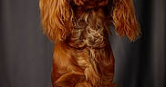 Alba a rejoint le concours — aidez-le/la à gagner de superbes lots ! adorable, animal, calm, canine, companion, cute, dog, domestic_animal, fluffy, fur, indoor, long_ears, looking_up, mammal, pet, portrait, reddish_brown, sitting, studio, well_groomed