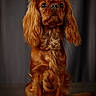 Alba a rejoint le concours — aidez-le/la à gagner de superbes lots ! dog, canine, pet, portrait, long_ears, reddish_brown, fur, sitting, indoor, animal, cute, fluffy, studio, looking_up, adorable, mammal, companion, domestic_animal, well_groomed, calm