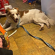 Bougie is registered to the contest to win money with this photo: dog, leash, floor, tile, pet_food, indoor, brown_and_white, canine, resting, happy, animal, domestic, fur, paw, collar, container, bag, cord, relaxed, household
