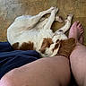 Bougie is registered to the contest to win money with this photo: dog, white, brown, sleeping, floor, tile, barefoot, leg, resting, indoor, companion, pet, cozy, relaxed, casual, human, friendship, animal, comfort, home