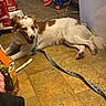 Bougie is registered to the contest to win money with this photo: dog, leash, floor, pet_food, indoor, brown_and_white, happy, lying_down, tile_floor, canine, collar, animal, domestic, resting, fur, paw, household, food_bag, cord, relaxed