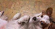 Bougie is registered to the contest to win money with this photo: dog, lying_down, white_fur, brown_fur, floor, tile_floor, indoor, pet, relaxed, ears_up, looking_up, foot, human, curious, animal, companion, cute, paw, fur, canine
