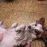dog, lying_down, white_fur, brown_fur, floor, tile_floor, indoor, pet, relaxed, ears_up, looking_up, foot, human, curious, animal, companion, cute, paw, fur, canine