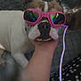 Taïga participe au concours pour gagner de l'argent avec cette photo : dog, sunglasses, hand, indoor, pet, animal, face, closeup, comfort, companion, cute, fashion, reflection, snout, ears, friendship, resting, canine, domestic, colorful