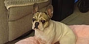 Taïga a rejoint le concours — aidez-le/la à gagner de superbes lots ! dog, french_bulldog, pet_bed, pink_bed, indoor, tile_floor, sofa, blanket, furniture, dog_bed, pet, canine, sitting, ears_up, looking_away, home, cozy, resting_place, animal, companion