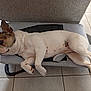 french_bulldog, dog, pet_bed, sleeping, resting, indoor, tile_floor, white_fur, brown_spots, paw, ears, snout, domestic_animal, canine, relaxed, cute, animal, side_view, compact_bed, mesh