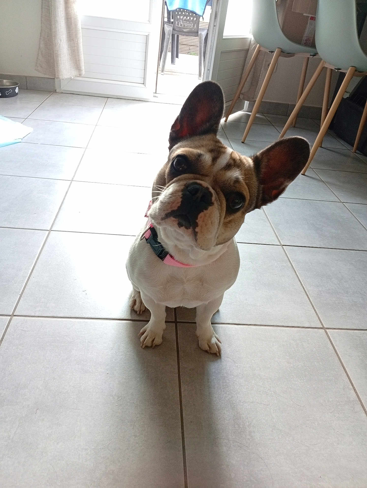Taïga participe au concours pour gagner de l'argent avec cette photo : dog, french_bulldog, pet, indoor, tile_floor, collar, ears, head_tilt, curious, canine, animal, domestic, floor, chair, door, light, home, looking_up, cute, companion