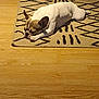dog, french_bulldog, sleeping, rug, floor, indoor, pet, animal, resting, brown, white, ears, cozy, quiet, home, wooden_floor, pattern, relaxation, domestic, cute