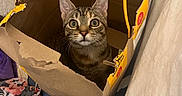 Bella joined the competition — help win amazing prizes! cat, tabby_cat, paper_bag, yellow_handles, indoor, clutter, floor, bed, curious, wide_eyes, pet, feline, cardboard, looking_up, domestic_animal, cozy, torn_bag, close_up, household, flooring