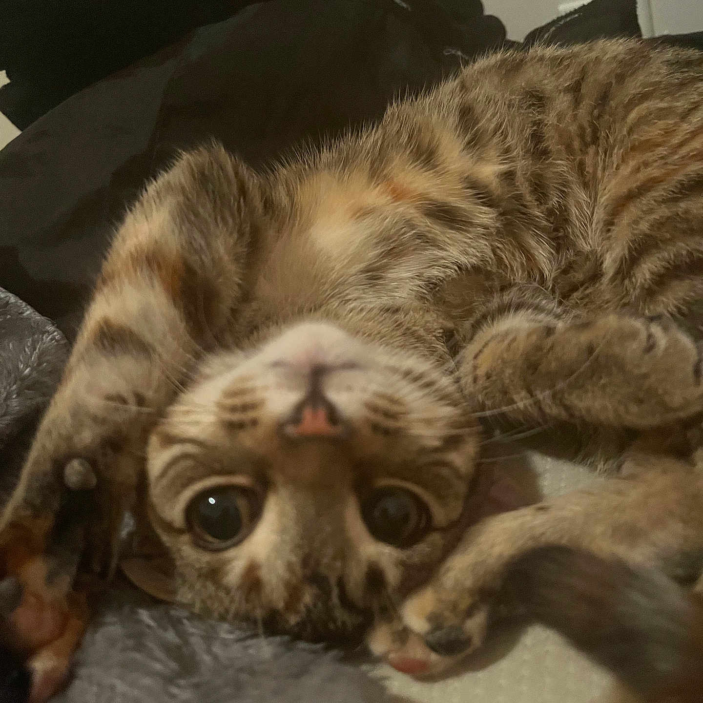 Bella