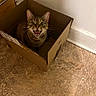 cat, tabby_cat, cardboard_box, indoor, floor, tile_floor, pet, animal, meowing, open_mouth, whiskers, ears, feline, looking_up, cute, domestic_cat, box, brown, striped, home