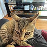 kitten, cat, tabby, pet, animal, indoor, living_room, furniture, television, glass_shelf, decor, person, clothing, lap, whiskers, ears, eyes, curious, close_up, floor