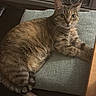 cat, tabby_cat, pet, indoor, cushion, furniture, basket, fur, whiskers, eyes, alert, relaxed, mammal, domestic_animal, texture, resting, home, cozy, animal, cute