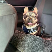 Chase is registered to the contest to win money with this photo: dog, french_bulldog, car_interior, dog_bed, harness, pet, animal, smiling_dog, seat, window, sunlight, leather_seat, cute, companion, indoors, comfortable, small_dog, portrait, pet_accessory, happy