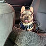 dog, french_bulldog, car_interior, dog_bed, harness, pet, animal, smiling_dog, seat, window, sunlight, leather_seat, cute, companion, indoors, comfortable, small_dog, portrait, pet_accessory, happy