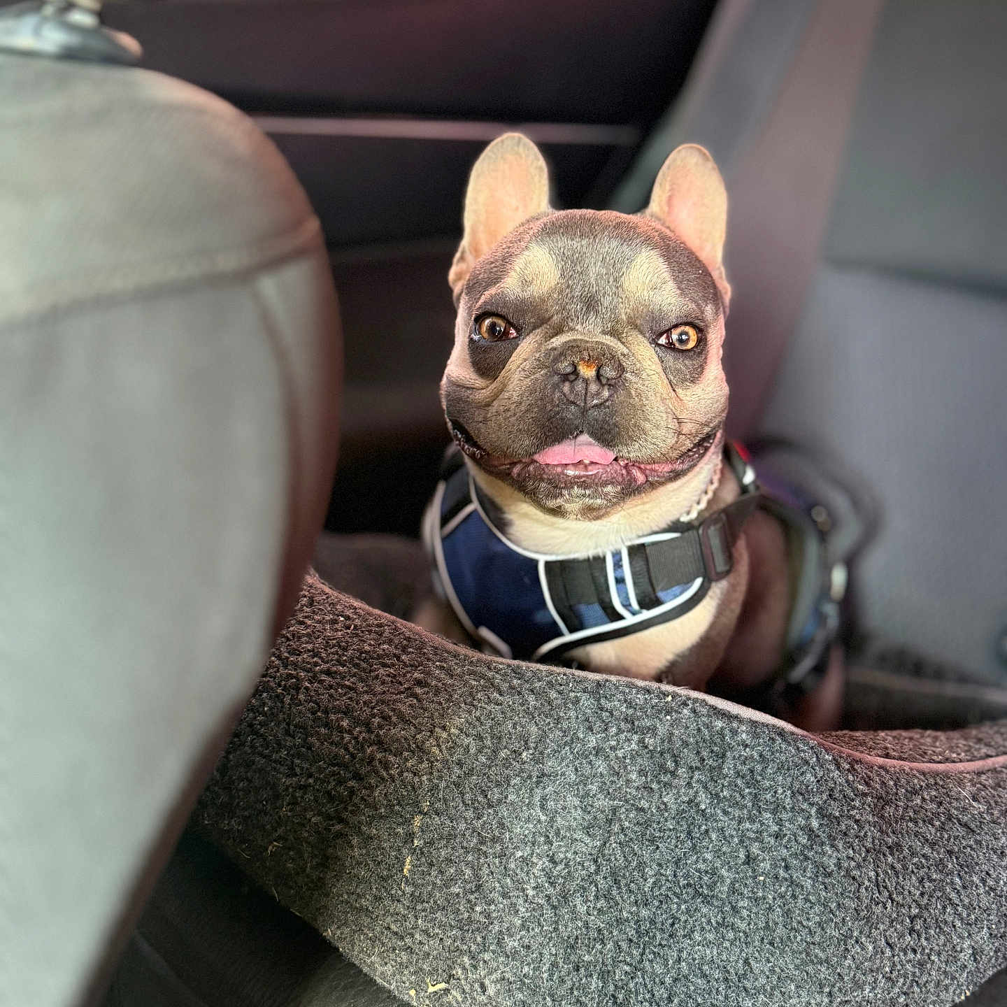 Chase is registered to the contest to win money with this photo: dog, french_bulldog, car_interior, dog_bed, harness, pet, animal, smiling_dog, seat, window, sunlight, leather_seat, cute, companion, indoors, comfortable, small_dog, portrait, pet_accessory, happy