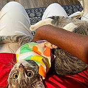 Essence is registered to the contest to win money with this photo: cat, tabby_cat, colorful_bandana, person, lap, white_pants, red_shirt, arm, wooden_floor, rug, indoor, pet, whiskers, curious, close_up, feline, domestic_animal, comfortable, holding, relaxed