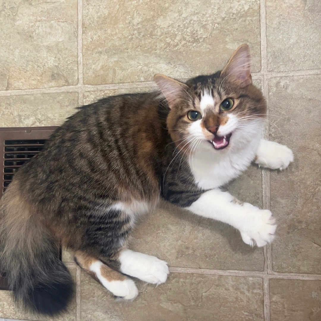 Gizmo joined the competition — help win amazing prizes! abyssinian, animal, architecture, bodypart, building, cat, drain, hardwood, indoors, kitten, manx, mouth, person, pet, rock, slate, tile, tongue, wall, wood