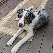 Angus joined the competition — help win amazing prizes! animal, black_fur, brown_markings, canine, deck, dog, floppy_ears, long_tail, looking_at_camera, lying_down, merle_coat, outdoor, paws, pet, porch, portrait, relaxed, rug, white_fur, wooden_floor