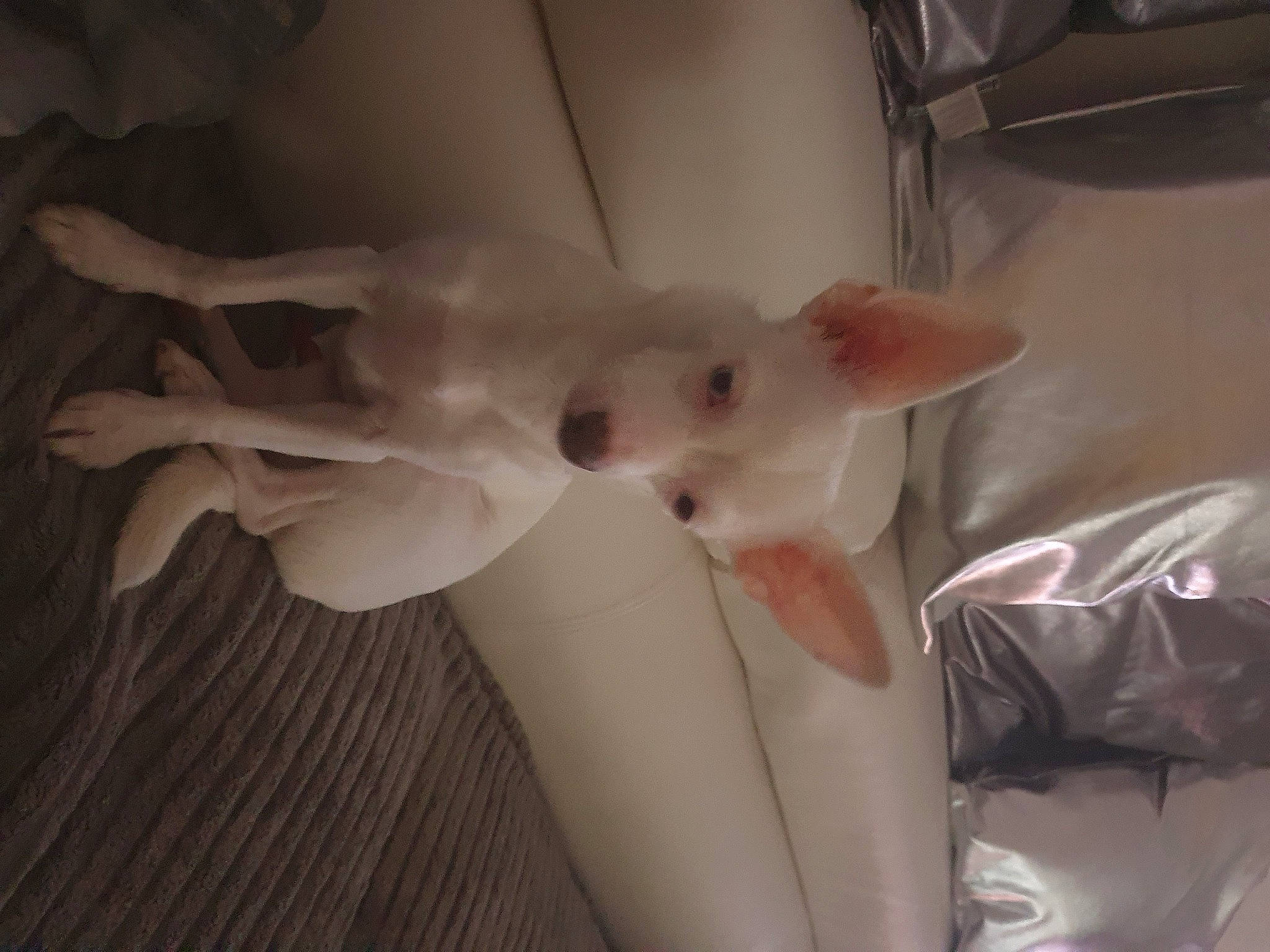 Byacon participe au concours pour gagner de l'argent avec cette photo : canidae, carnivore, chest, comfort, companion_dog, dog, dog_breed, ear, fawn, felidae, foot, fur, human_body, nail, paw, small_to_medium_sized_cats, tail, trunk, whiskers, working_animal