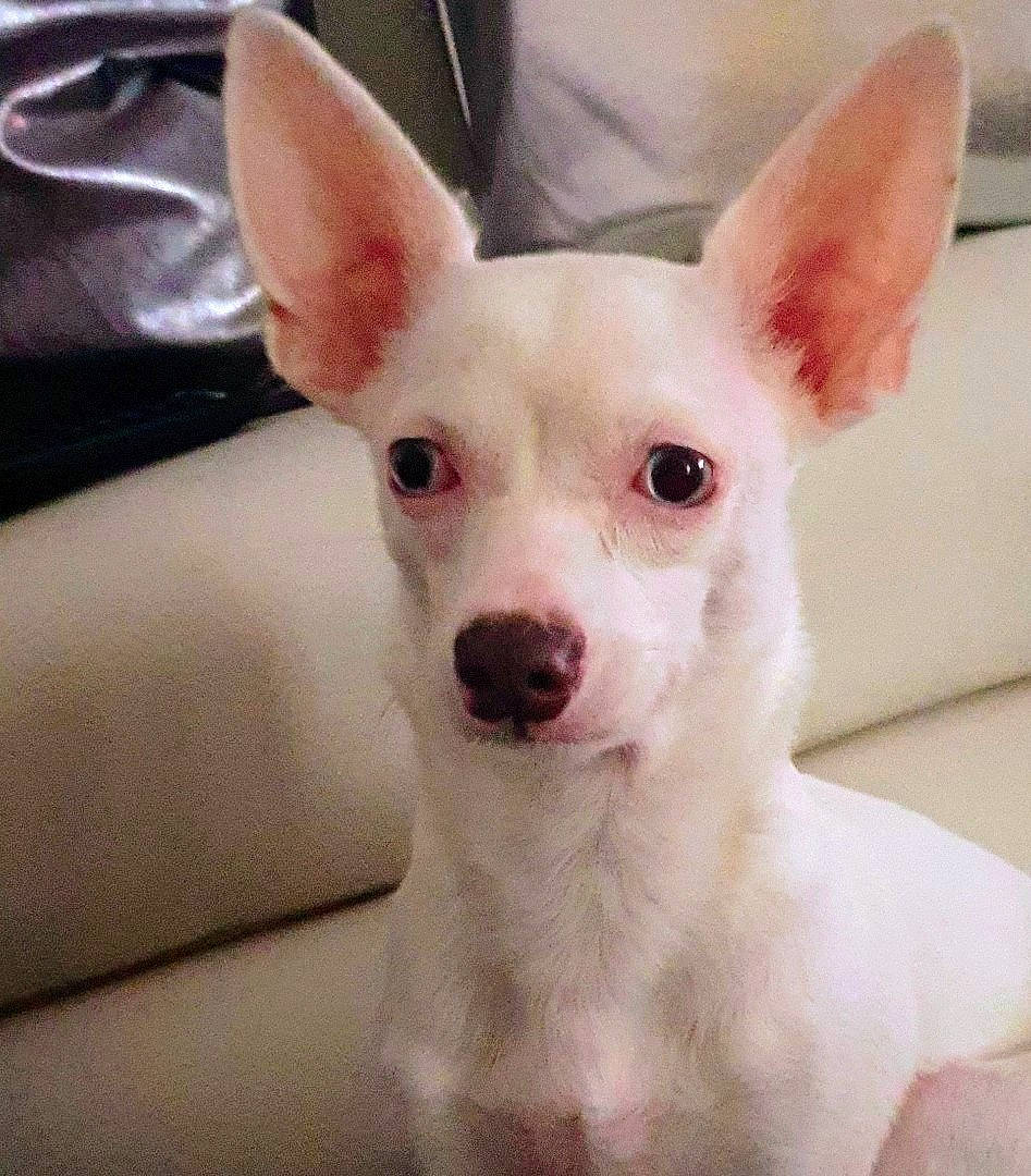 Byacon a rejoint le concours — aidez-le/la à gagner de superbes lots ! canidae, carnivore, comfort, companion_dog, dog, dog_breed, ear, eye, fawn, fur, head, jaw, no_expression, non_sporting_group, snout, sporting_group, terrestrial_animal, vertebrate, whiskers, working_animal