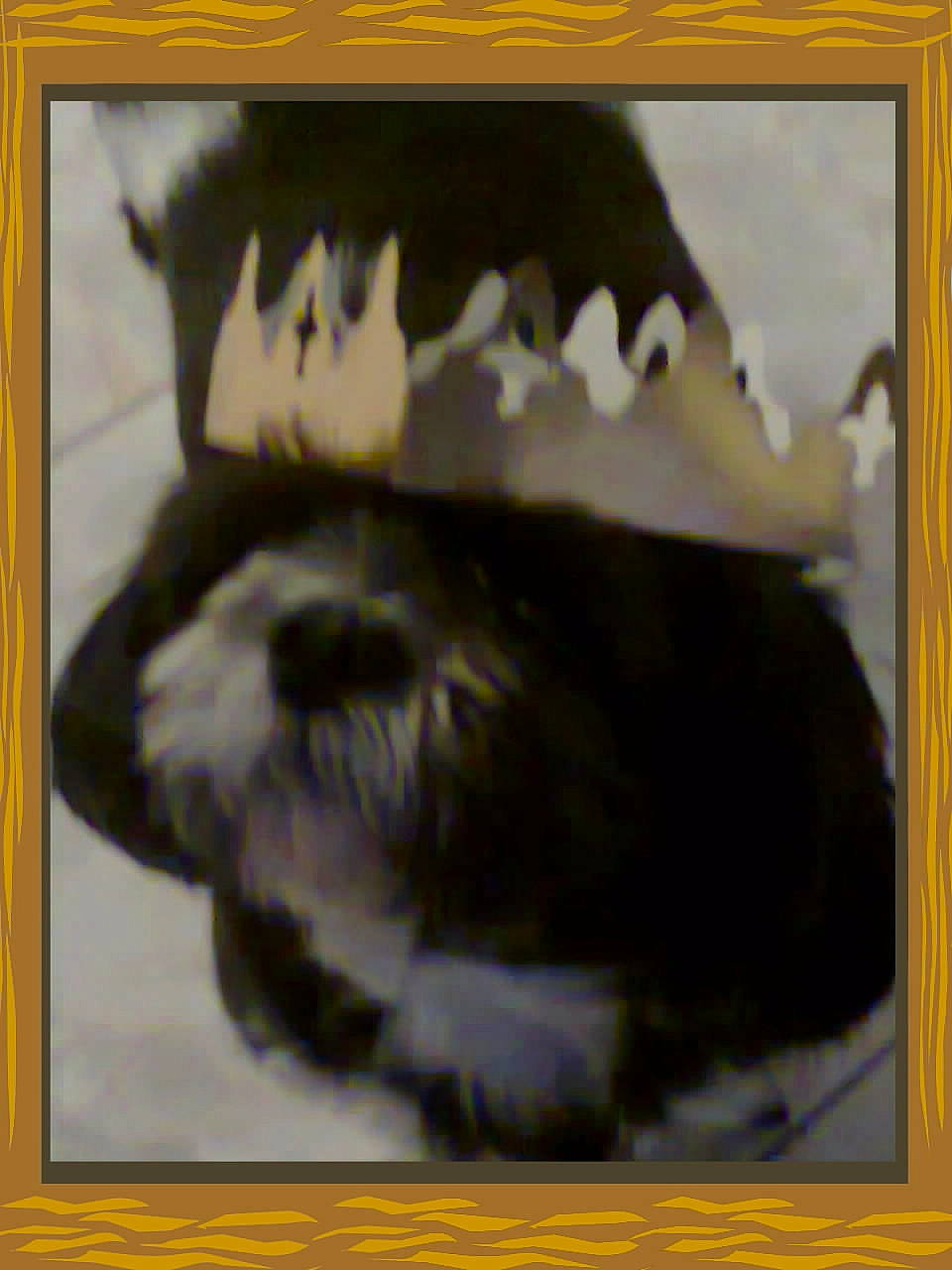 Nounours a rejoint le concours — aidez-le/la à gagner de superbes lots ! art, canidae, picture_frame, shih_tzu