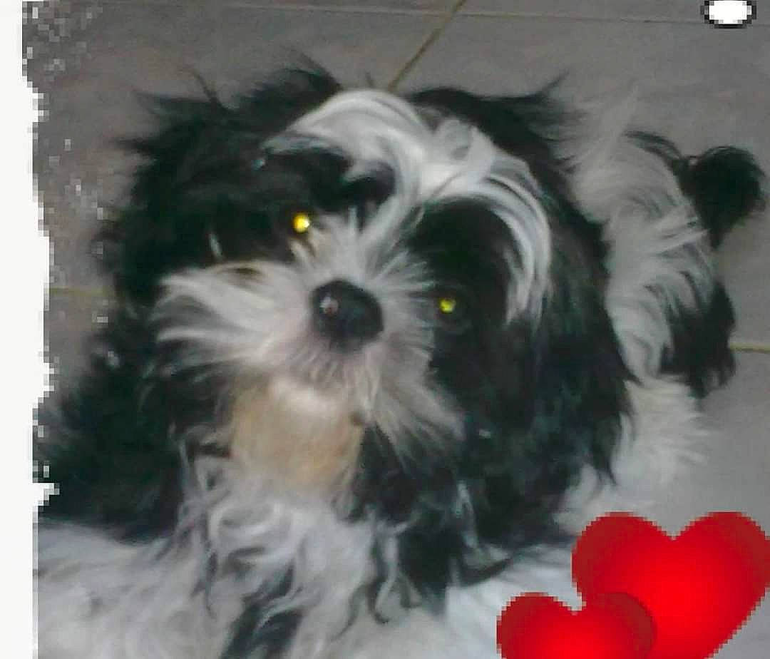 Nounours a rejoint le concours — aidez-le/la à gagner de superbes lots ! canidae, carnivore, cavapoo, chinese_imperial_dog, companion_dog, dog, dog_breed, havanese, kyi_leo, lhasa_apso, lowchen, maltepoo, maltese, mammal, morkie, puppy, shih_tzu, snout, tibetan_terrier, vertebrate