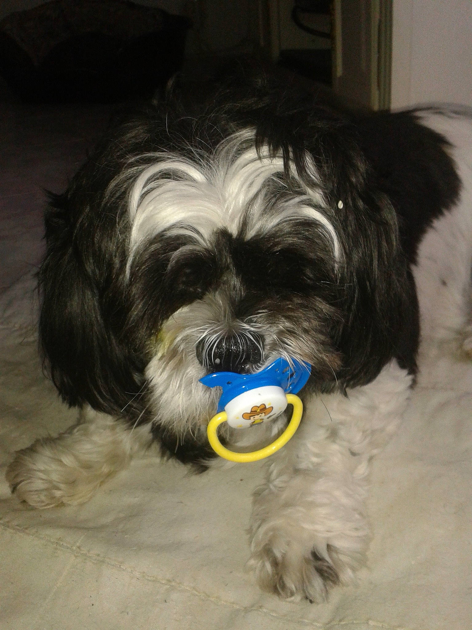 Nounours a rejoint le concours — aidez-le/la à gagner de superbes lots ! canidae, cao_da_serra_de_aires, carnivore, catalan_sheepdog, chinese_imperial_dog, dog, dog_breed, havanese, kyi_leo, lhasa_apso, lowchen, mammal, non_sporting_group, polish_lowland_sheepdog, schapendoes, schnoodle, shih_tzu, snout, sporting_group, tibetan_terrier