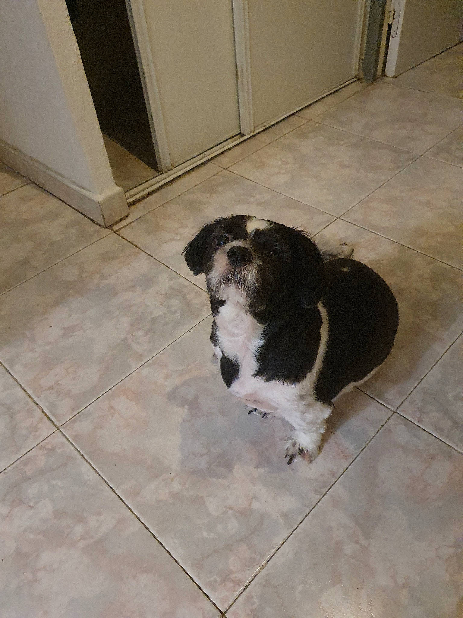 Nounours a rejoint le concours — aidez-le/la à gagner de superbes lots ! canidae, carnivore, companion_dog, dog, dog_breed, floor, flooring, hardwood, snout, sporting_group, tail, tile