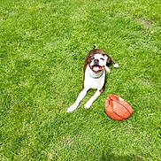 Jake is registered to the contest to win money with this photo: animal, basketball, canine, collar, daytime, dog, fun, grass, greenery, happy, leisure, nature, outdoor, pet, playful, resting, smiling, sport, summer, sunny