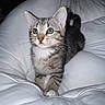 kitten, cat, tabby, pet, animal, whiskers, fur, comforter, bed, indoor, cute, small, young, feline, curious, eyes, paws, soft, cozy, resting
