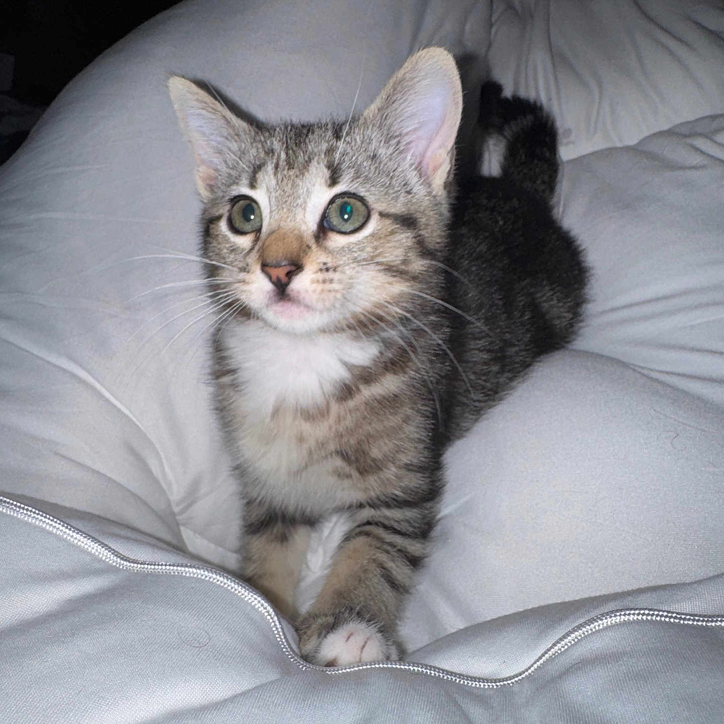 Mowgli May