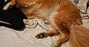 Princess joined the competition — help win amazing prizes! animal, bed, blanket, bottle, cozy, dog, fur, furniture, indoors, nightstand, orange_fur, paw, pet, pillow, quiet, relaxation, rest, sleeping, tail, water_bottle