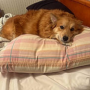 Princess joined the competition — help win amazing prizes! bed, bedroom, blanket, canine, closeup, cozy, dog, ear, fur, furniture, golden_fur, homedecor, indoor, lying_down, nose, pet, pillow, portrait, resting, sleepy