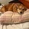 Princess joined the competition — help win amazing prizes! bed, bedroom, blanket, canine, closeup, cozy, dog, ear, fur, furniture, golden_fur, homedecor, indoor, lying_down, nose, pet, pillow, portrait, resting, sleepy