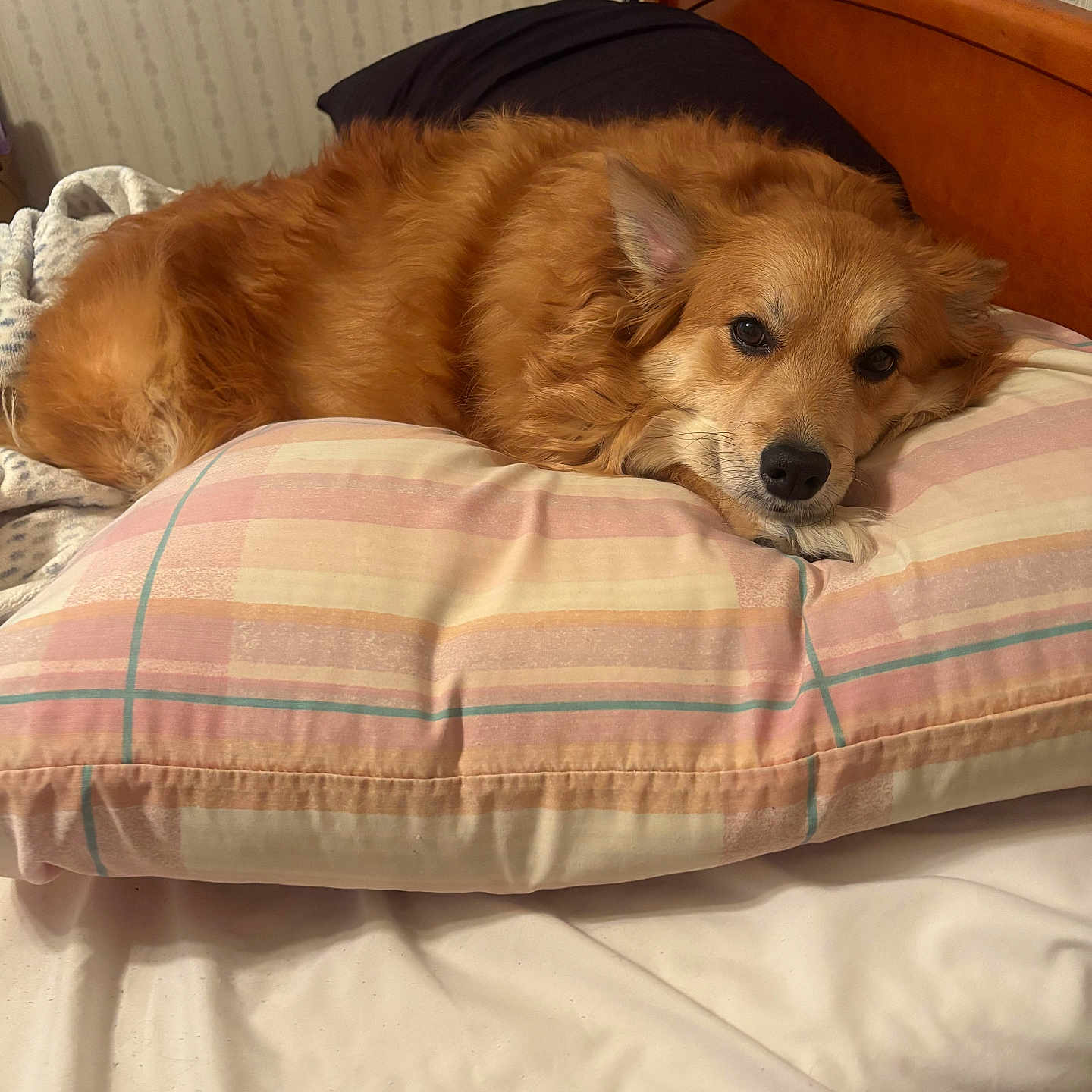 Princess joined the competition — help win amazing prizes! bed, bedroom, blanket, canine, closeup, cozy, dog, ear, fur, furniture, golden_fur, homedecor, indoor, lying_down, nose, pet, pillow, portrait, resting, sleepy