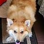 Princess is registered to the contest to win money with this photo: dog, fluffy, tongue_out, toy, plush_toy, s'more_toy, indoor, rug, floor, pet, animal, brown, white, playful, cute, ears, tail, looking, happy, home