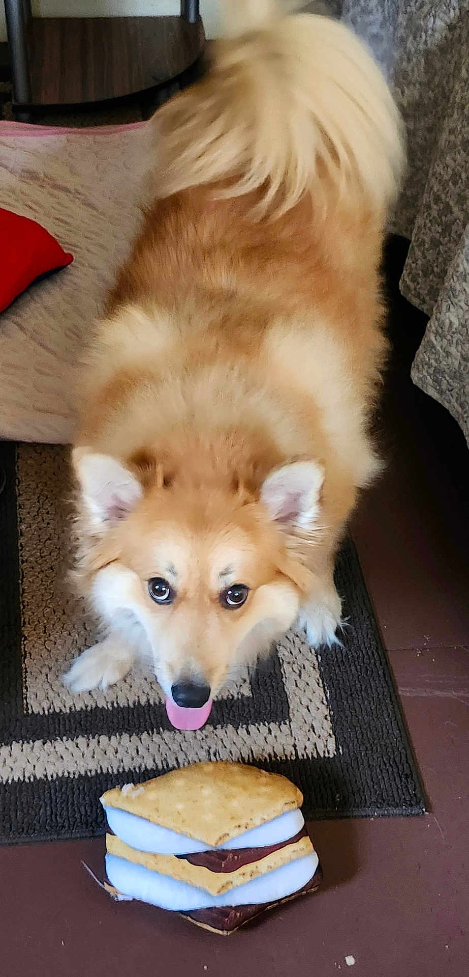 Princess is registered to the contest to win money with this photo: dog, fluffy, tongue_out, toy, plush_toy, s'more_toy, indoor, rug, floor, pet, animal, brown, white, playful, cute, ears, tail, looking, happy, home