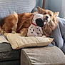dog, plush_toy, couch, pillow, blanket, ottoman, indoor, cozy, relaxed, fur, snuggle, pet, living_room, soft_lighting, home, resting, comfort, stuffed_animal, furniture, canine