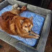 Princess is registered to the contest to win money with this photo: animal, blue_mat, brown_fur, canine, carpet, comfortable, cozy, dog, domestic, fireplace, furniture, home, indoor, lying_down, pet_bed, plush, relaxed, resting, soft_texture, stuffed_toy