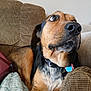dog, canine, pet, indoor, couch, blanket, brown, black, collar, fur, snout, ears, eyes, nose, relaxed, home, furniture, closeup, resting, lookingup