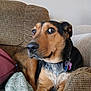 dog, pet, couch, blanket, indoor, brown, black, fur, collar, tag, relaxed, looking_away, furniture, domestic, animal, companion, closeup, home, seated, canine
