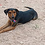 dog, animal, pet, sandy_ground, outdoor, lying_down, black_coat, brown_coat, tail, collar, tag, playful, friendly, canine, mammal, nature, grass, rock, sunlight, recreation