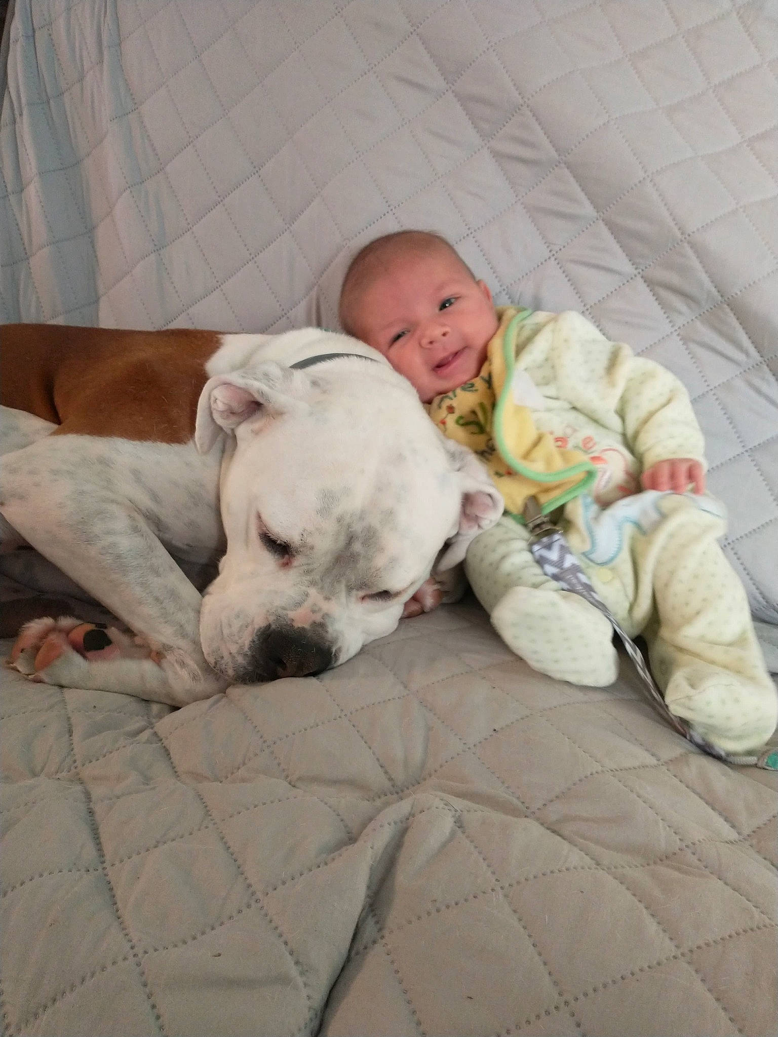 Nikolas joined the competition — help win amazing prizes! baby, baby_toddler_clothing, canidae, carnivore, child, comfort, companion_dog, dog, dog_breed, foot, human, linens, mammal, non_sporting_group, nose, person, skin, sleep, sporting_group, toddler