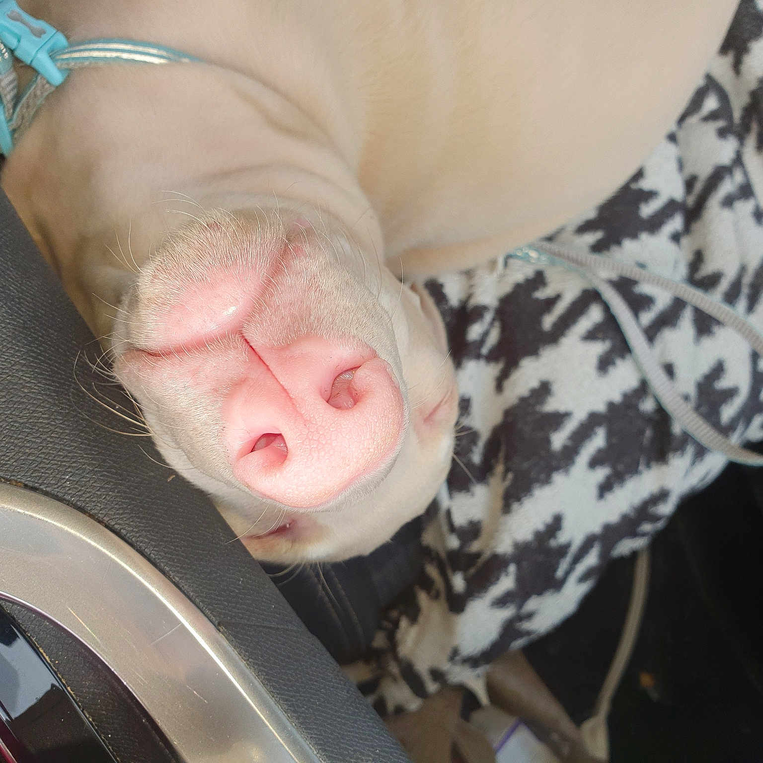 Mulan joined the competition — help win amazing prizes! automotive_tire, baby, baby_products, child, comfort, dress, eye, eyelash, fawn, flesh, foot, human_leg, knee, leg, nail, snout, sporting_group, thigh, thumb, vehicle_door