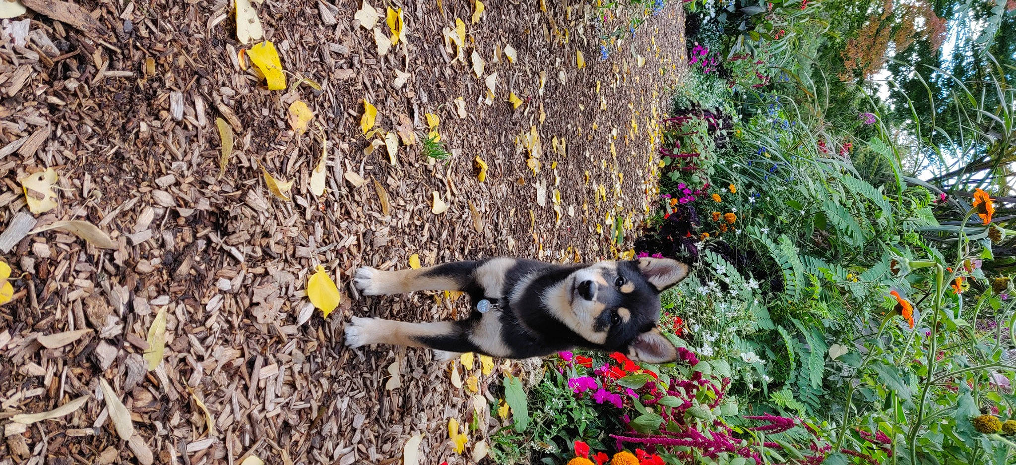 Hiro participe au concours pour gagner de l'argent avec cette photo : alaskan_klee_kai, annual_plant, autumn, carnivore, dog, dog_breed, garden, groundcover, shrub, sled_dog, snout, subshrub, wildflower, working_dog, yellow