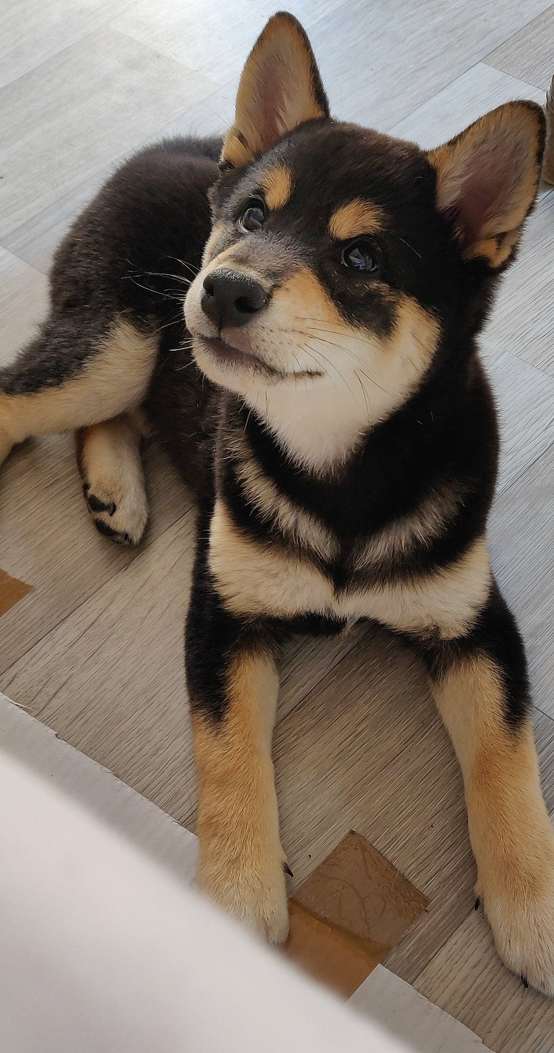 Hiro a rejoint le concours — aidez-le/la à gagner de superbes lots ! beige, canidae, carnivore, companion_dog, dog, dog_breed, dog_supply, fawn, flooring, foot, fur, pet_supply, snout, sporting_group, vertebrate, whiskers, working_animal, working_dog