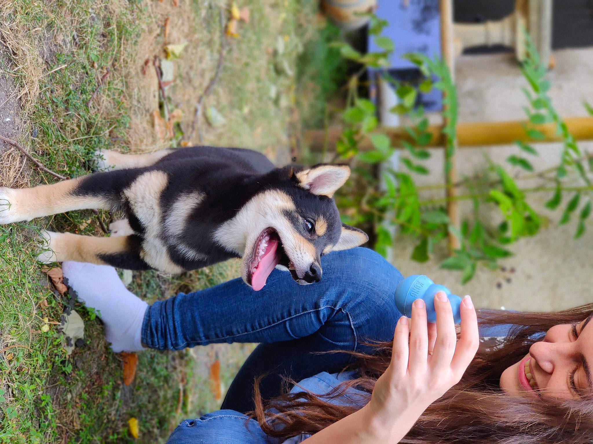 Hiro a rejoint le concours — aidez-le/la à gagner de superbes lots ! alaskan_klee_kai, canidae, carnivore, denim, dog, dog_breed, facial_expression, foot, fur, jaw, mammal, organ, paw, sled_dog, snout, sporting_group, tongue, tooth, vertebrate, working_animal
