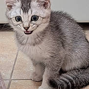 Ozzy is registered to the contest to win money with this photo: animal, blue_eyes, cat, close_up, cushion, ears, fuzzy_texture, gray_fur, indoor, kitten, meowing, open_mouth, paws, pet, portrait, silver_tabby, sitting, tile_floor, whiskers, white_fur